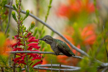 Hummingbird green orange eder