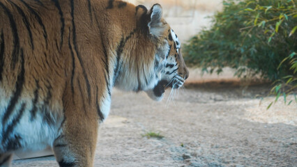 Siberian Tiger Amurtiger