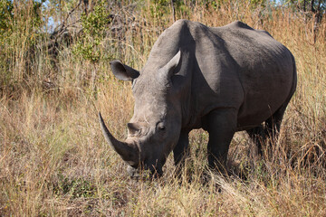 Obraz premium Breitmaulnashorn / Square-lipped rhinoceros / Ceratotherium simum