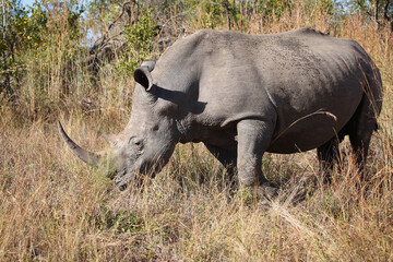 Breitmaulnashorn / Square-lipped rhinoceros / Ceratotherium simum