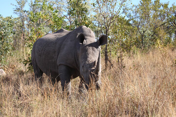 Obraz premium Breitmaulnashorn / Square-lipped rhinoceros / Ceratotherium simum