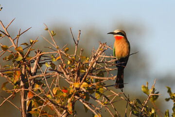 Weißstirnspint / White-fronted bee-eater / Merops bullockoides