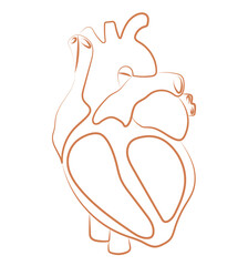 Human inner heart organ line illustration