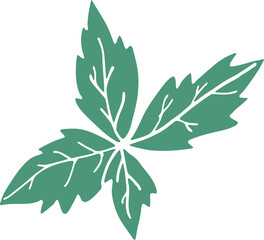 Green Mint Leves Illustration