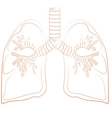 Human lung organ animal illustration