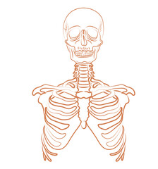Human skull and chest illustration