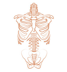 Human chest skeleton illustration
