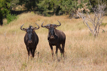 Streifengnu / Blue wildebeest / Connochaetes taurinus