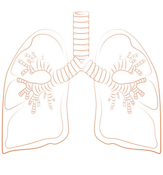 Human Lung Organ Animal Illustration