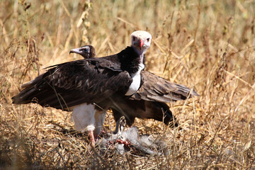 Wollkopfgeier und Kappengeier / White-headed vulture and Hooded vulture / Trigonoceps occipitalis...