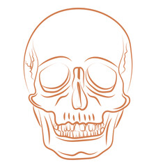 Human skull line illustration