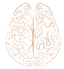 Human brain illustration
