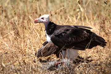 Wollkopfgeier / White-headed vulture / Trigonoceps occipitalis..