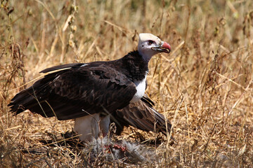 Wollkopfgeier / White-headed vulture / Trigonoceps occipitalis..