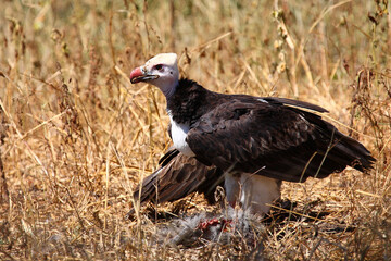 Fototapeta premium Wollkopfgeier / White-headed vulture / Trigonoceps occipitalis..