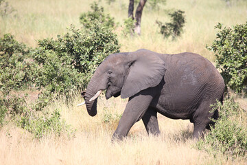 Fototapeta premium Afrikanischer Elefant / African elephant / Loxodonta africana