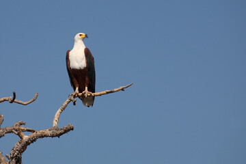Afrikanischer Schreiseeadler / African fish-eagle / Haliaeetus vocifer.