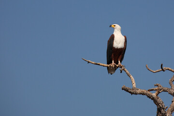 Afrikanischer Schreiseeadler / African fish-eagle / Haliaeetus vocifer.