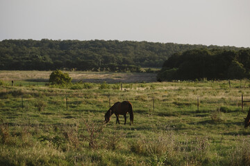 Horse grazing in rural western landscape during summer morning shows Texas ranch country.