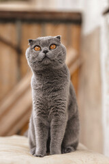 Portrait of Grey Scottish-fold shorthair fluffy cat with orange eyes chilling comfortably  on the balcony in sunny day. Warm picture toning. Pets care. World cat day. Image for websites about cats.