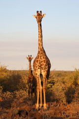 Giraffe / Giraffe / Giraffa camelopardalis.