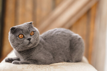 Beautiful Grey Scottish-fold shorthair fluffy cat with orange eyes chilling comfortably  on the balcony in sunny day. Warm picture toning. Pets care. World cat day. Image for websites about cats.