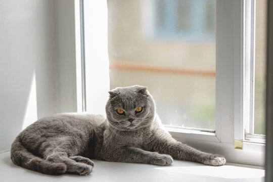 Beautiful Grey Scottish-fold shorthair fluffy cat with orange eyes chilling comfortably  on the windowsill in sunny day. Warm picture toning. Pets care. World cat day. Image for websites about cats.