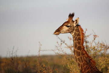 Giraffe / Giraffe / Giraffa camelopardalis.
