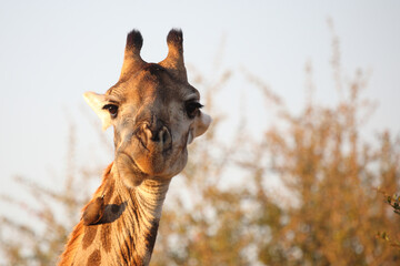 Giraffe und Gelbschnabel-Madenhacker / Giraffe and Yellow-billed oxpecker / Giraffa Camelopardalis...