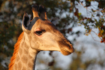 Naklejka premium Giraffe / Giraffe / Giraffa camelopardalis