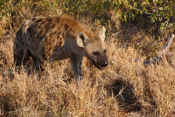 Tüpfelhyäne / Spotted hyaena / Crocuta crocuta...