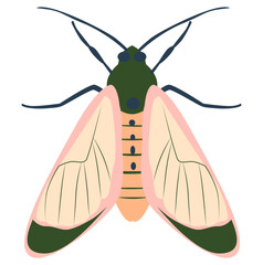 Insect moth illustration