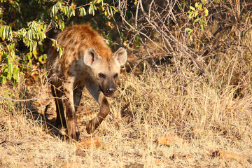 Obraz premium Tüpfelhyäne / Spotted hyaena / Crocuta crocuta...