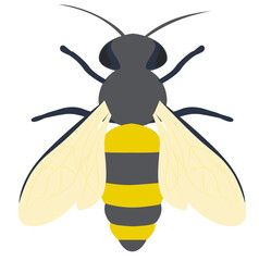 Insect bee illustration