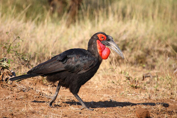 Kaffernhornrabe / Southern ground hornbill / Bucorvus leadbeateri...