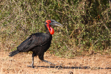 Kaffernhornrabe / Southern ground hornbill / Bucorvus leadbeateri