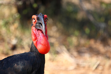 Kaffernhornrabe / Southern ground hornbill / Bucorvus leadbeateri © Ludwig