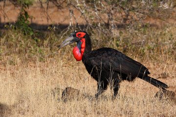 Kaffernhornrabe / Southern ground hornbill / Bucorvus leadbeateri © Ludwig