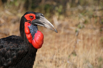 Kaffernhornrabe / Southern ground hornbill / Bucorvus leadbeateri