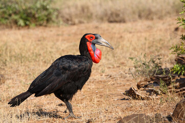 Kaffernhornrabe / Southern ground hornbill / Bucorvus leadbeateri
