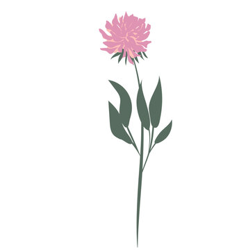 pink flower stem isolated on white clip art preview