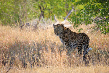 Leopard / Leopard / Panthera pardus.