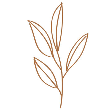 Branch linear sketch illustration