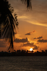 Fototapeta na wymiar coucher de soleil spectaculaire sur l'océan en Floride. Au premier plan, une branche de palmier