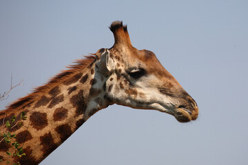 Giraffe / Giraffe / Giraffa camelopardalis