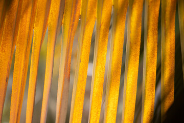 gros plan sur des feuilles de palmier éclairées par un rayon de soleil. Ambiance de vacances, atmosphère zen