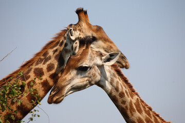 Giraffe / Giraffe / Giraffa camelopardalis