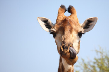 Naklejka premium Giraffe / Giraffe / Giraffa camelopardalis