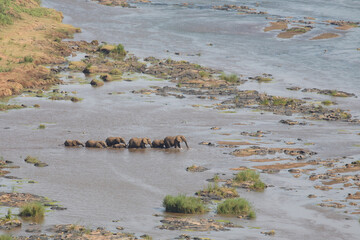 Afrikanischer Elefant im Olifants River / African elephant in Olifants River / Loxodonta africana.