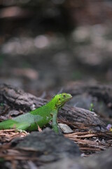 Reptile vert iguane gekko nature Martinique focus gros plan zoom faune flore iguana dragon sauvage 